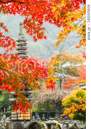 化野念仏寺、紅葉に雨 38000806