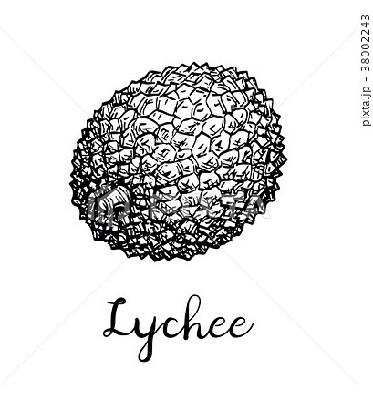 Premium Vector | Lychee fruit sketch of exotic tropical litchi