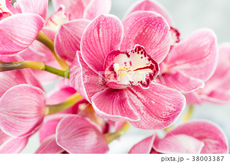 Pink orchid flower on light background. Light 38003387