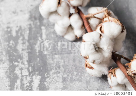 Dried cotton plant flower on old grey background 38003401