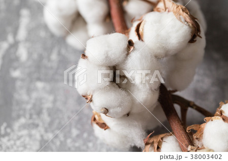 Dried cotton plant flower on old grey background 38003402
