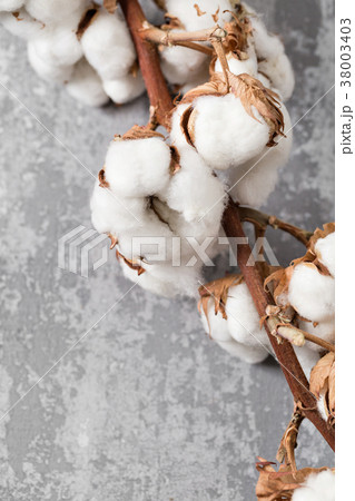 Dried cotton plant flower on old grey background 38003403
