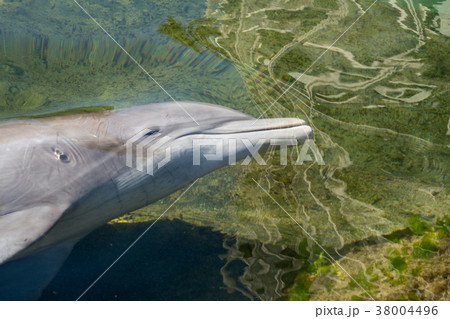 ザ・カハラ・ホテルのドルフィンクエストのイルカ 38004496