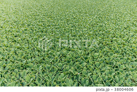 aquatic plants camalotes known as water repollitos 38004606