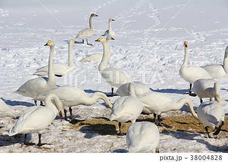 ハクチョウ 飛来地 秋田県大仙市鴬野 冬 ハクチョウ 飛来地 秋田県大仙市鴬野 冬 38004828