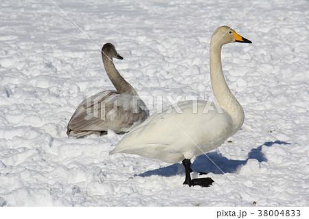 ハクチョウ 飛来地 秋田県大仙市鴬野 冬 ハクチョウ 飛来地 秋田県大仙市鴬野 冬 38004833