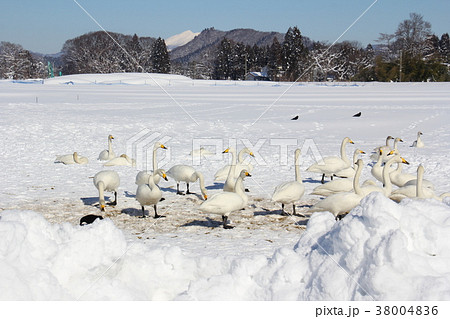 ハクチョウ 飛来地 秋田県大仙市鴬野 冬 ハクチョウ 飛来地 秋田県大仙市鴬野 冬 38004836