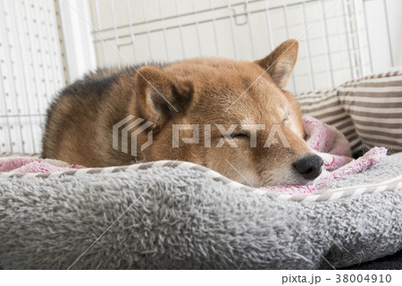ハウスで眠るかわいい柴犬 ハウスで眠るかわいい柴犬 38004910