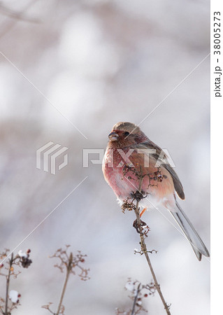 枝に止まるベニマシコ 38005273