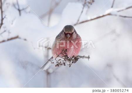 枝に止まるベニマシコ 38005274
