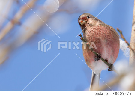 枝に止まるベニマシコ 38005275