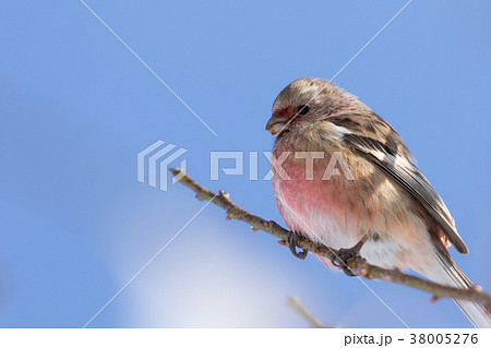 枝に止まるベニマシコ 38005276