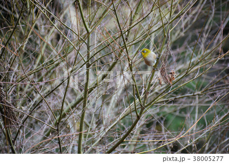 メジロ メジロ 38005277