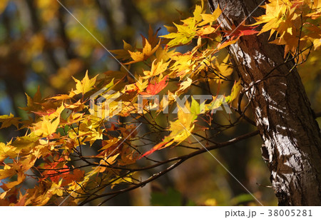 秋の日差しに輝くカエデ 38005281