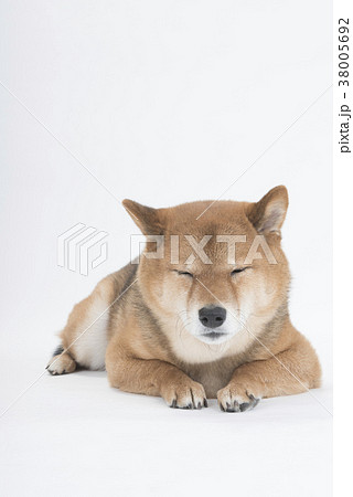 ふせして居眠りするかわいい柴犬、白バック ふせして居眠りするかわいい柴犬、白バック 38005692