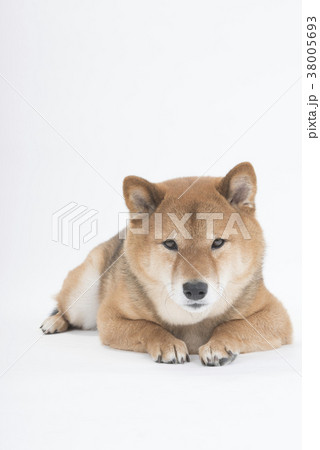 ふせするかわいい柴犬、白バック 38005693