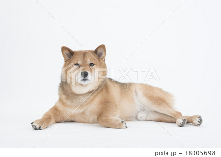 リラックスして横になる柴犬の写真素材 [38005698] - PIXTA