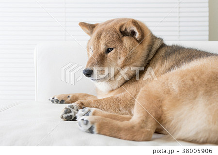 眠い柴犬の写真素材