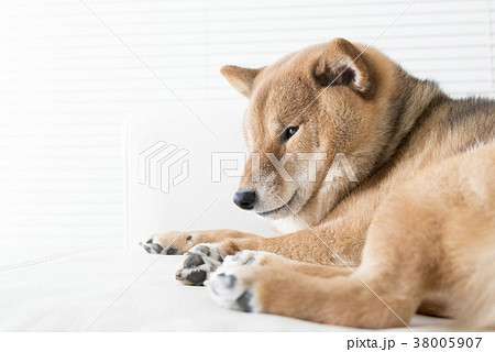 眠い柴犬の写真素材