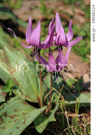 カタクリの花 カタクリの花 38006224