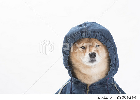 パーカーを着るかわいい柴犬 白バックの写真素材
