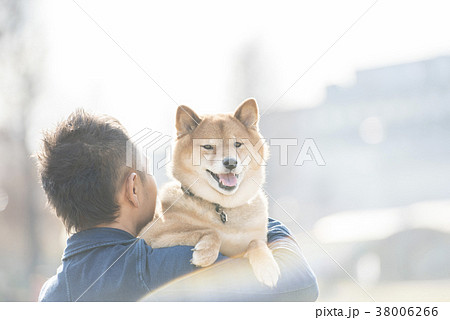 飼い主に抱っこされるかわいい笑顔の柴犬の写真素材