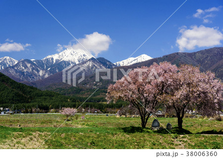 常念道祖神の桜 常念道祖神の桜 38006360