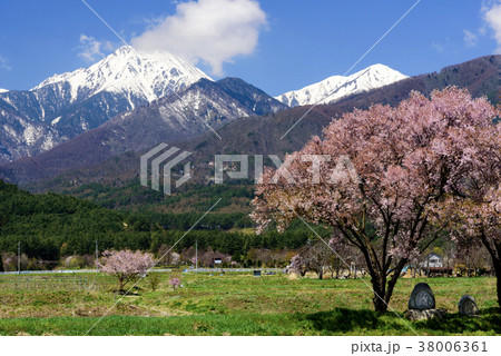 常念道祖神の桜 38006361
