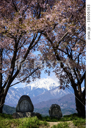 常念道祖神の桜 常念道祖神の桜 38006363