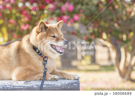 椿バックのかわいい笑顔の柴犬の写真素材