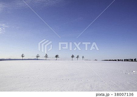 メルヘンの丘から見る雪の絨毯とカラマツ 38007136