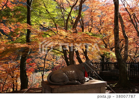 大威徳寺の紅葉 大威徳寺の紅葉 38007787