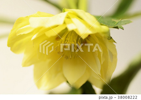 クリスマスローズ　ダブル　イエロー 38008222