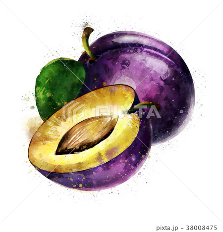 Plum on white background. Watercolor illustration 38008475