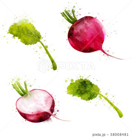 Radish on white background. Watercolor 38008481