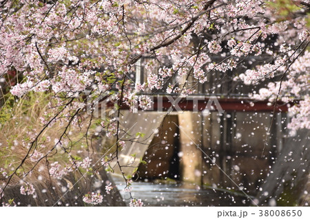 瀬田 長沢川の桜吹雪 瀬田 長沢川の桜吹雪 38008650