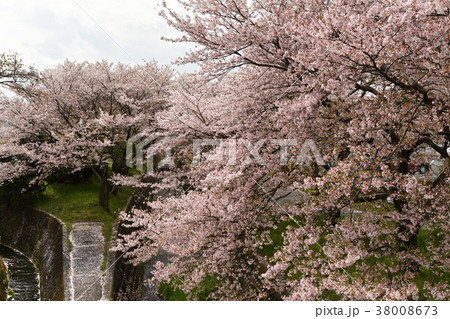 瀬田 長沢川の桜吹雪 瀬田 長沢川の桜吹雪 38008673