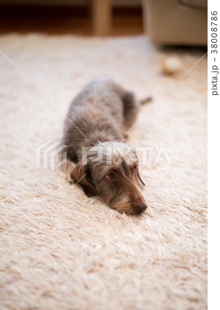 ワイヤーダックスの写真素材