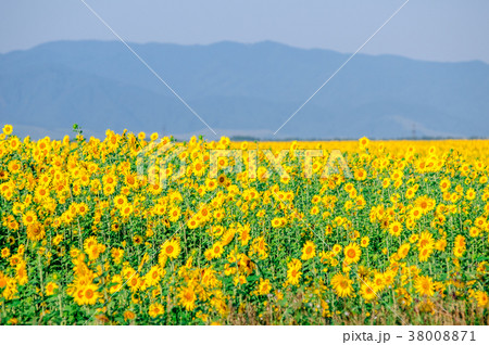 Sunflower field in full blossom in Altai 38008871
