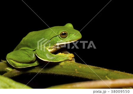Giant Treefrog, Rhacophorus maximus, Kivikha Giant Treefrog, Rhacophorus maximus, Kivikha 38009550