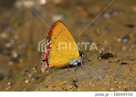 Indian Purple Sapphire butterfly, Heliophorus 38009556