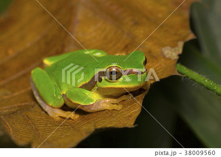Jerdon's tree frog, Hyla annectans, Kivikhu 38009560