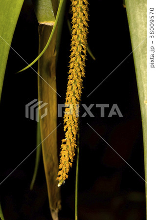 Oberonia acaulis, Stem-Less Oberonia, Species or Oberonia acaulis, Stem-Less Oberonia, Species or 38009570