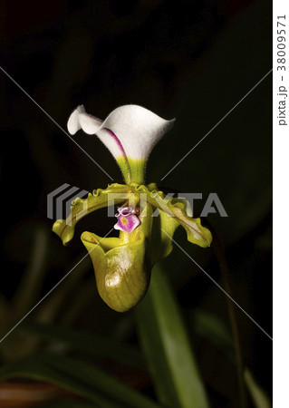 Paphiopedilum spicerianum, Species of flowering Paphiopedilum spicerianum, Species of flowering 38009571