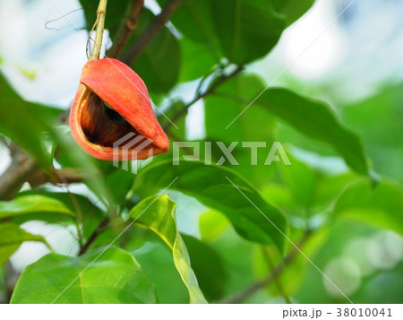 ピンポンノキの実 38010041