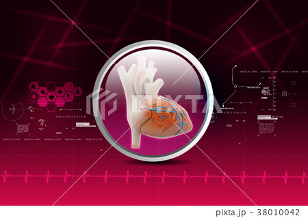Human heart 38010042