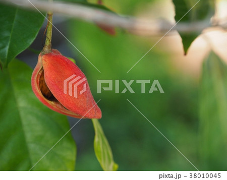 ピンポンノキの実 38010045