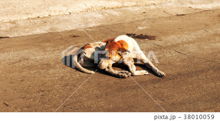 dog sleeps on the cement floor.  38010059