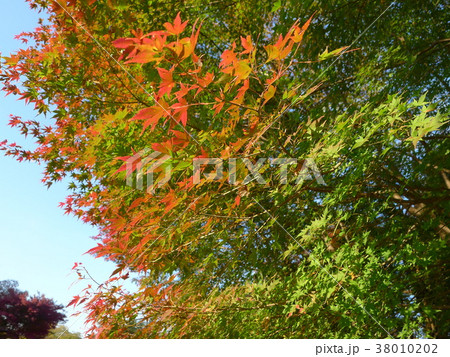 色づき始めの紅葉の写真素材