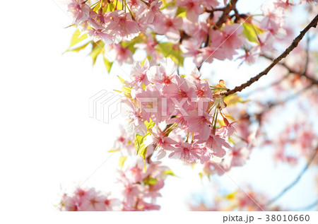 桜 38010660